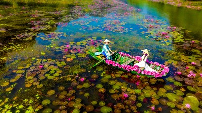 Beautiful Water Lilies Season in Tam Coc