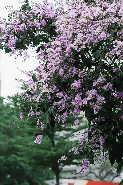 Hanoi turns purple with massive crape-myrtle blossoms