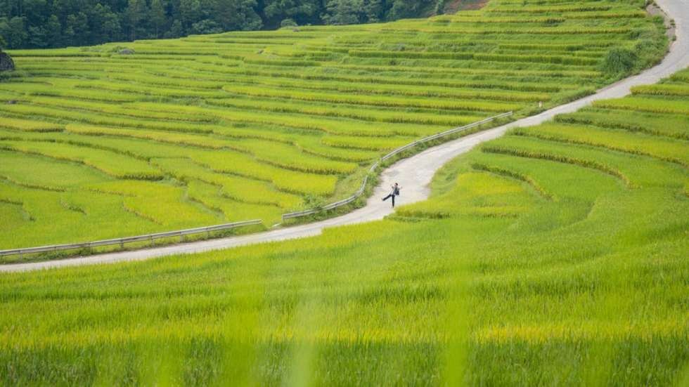 Vietnams Most Beautiful Rice Terraces: Where to Go & Best Time to Visit - Ảnh 5