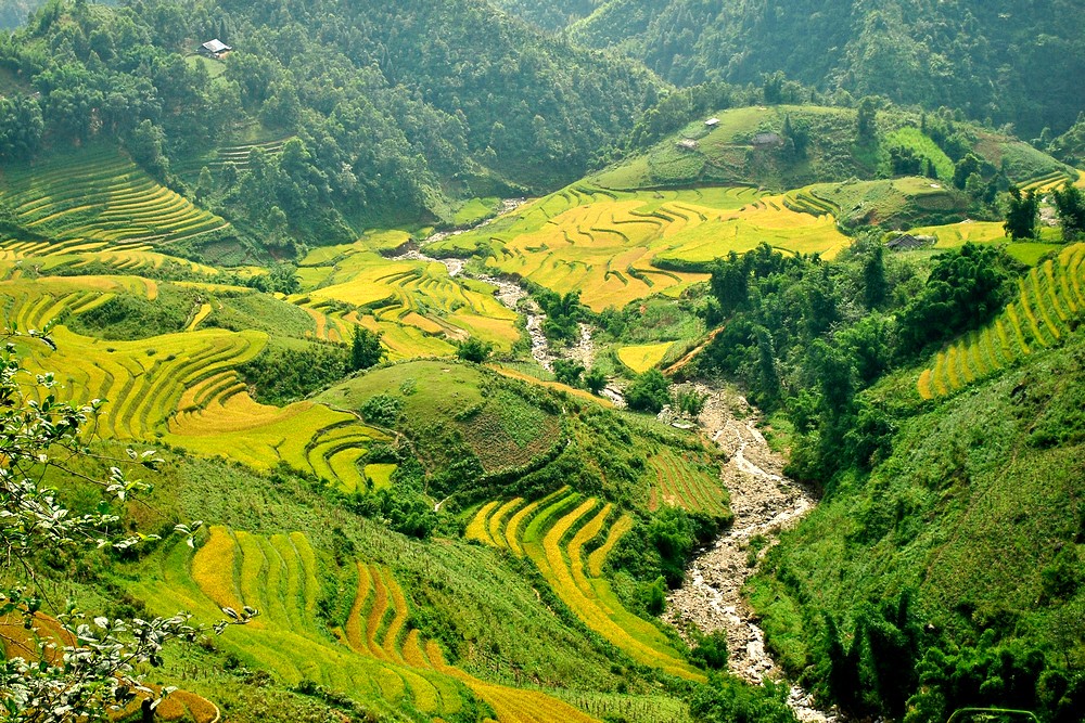 Vietnams Most Beautiful Rice Terraces: Where to Go & Best Time to Visit - Ảnh 3